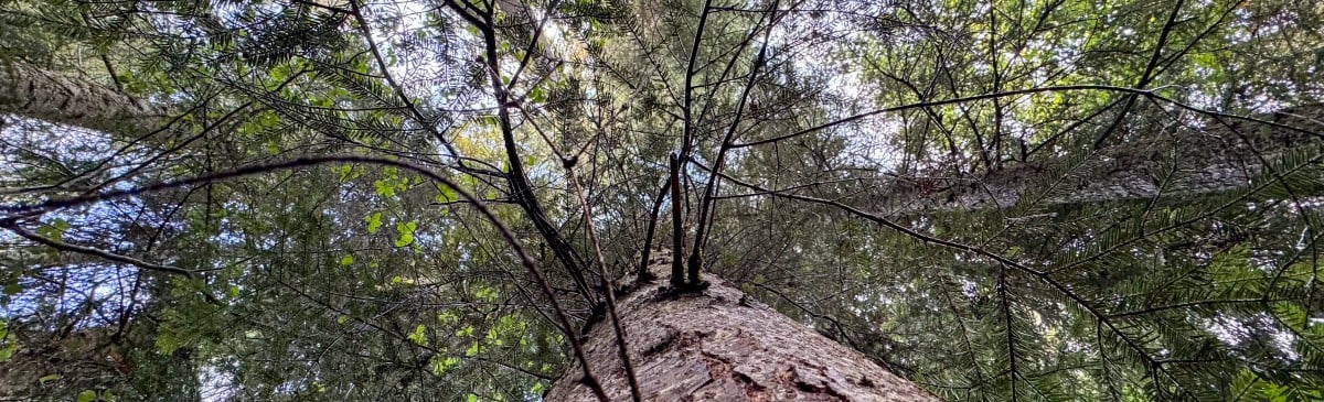 Affiche de Comprendre le bois, de l’arbre à la résonance